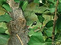 Elf is resting on a branch extending to the right from the main branch supporting the heron nest.  He's wearing a green outfit and brown cap. Lowland River diorama.