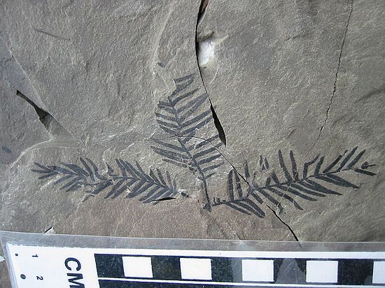 A rare find in the Green River Formation.  Appears to be in the Taxodiaceae family, but is not Metasequoia. Donated to DMNS on 7/15/2003