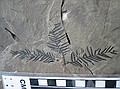 A rare find in the Green River Formation.  Appears to be in the Taxodiaceae family, but is not Metasequoia. Donated to DMNS on 7/15/2003