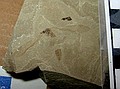 Unidentified fossil insect
