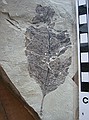 Allophylus flexifolia
