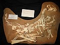 Juvenile Oviraptid\n"New Species"\nCretaceous Period\nGobi Desert, Mongolia\nChris Moore Fossils