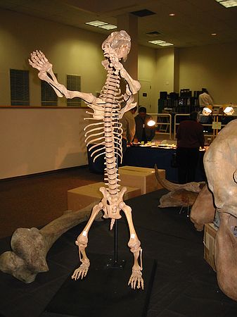 Baby Russian Cave Bear