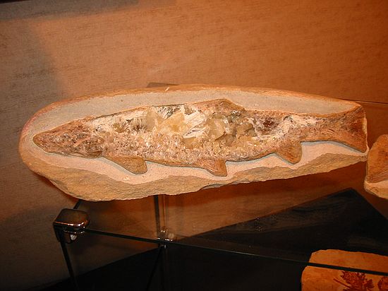 Fossil fish with internal quartz crystals