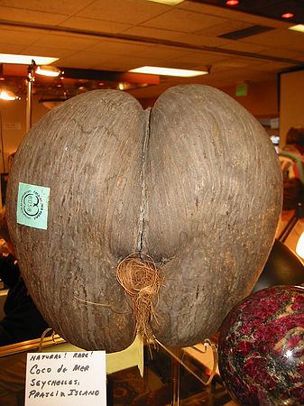 A rare coconut from the Seychelles.  Appears like a woman bent over!