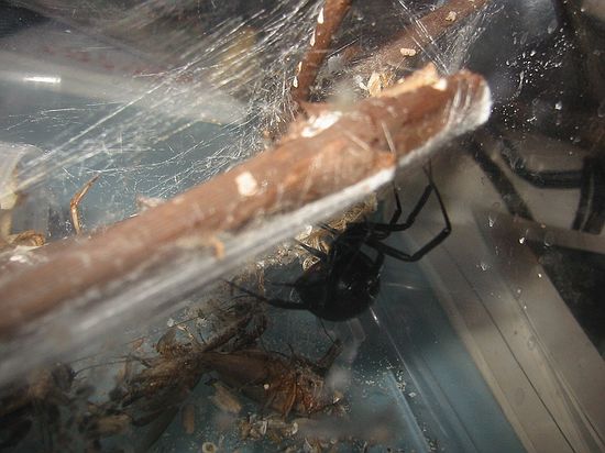 Black widow spider in cage.