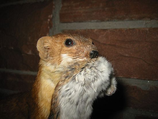 Long-tailed Weasel with mouse.\nMustela frenata