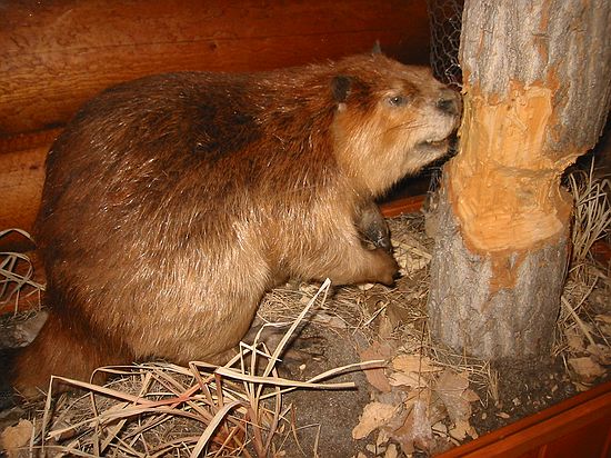 Beaver chewing on tree.