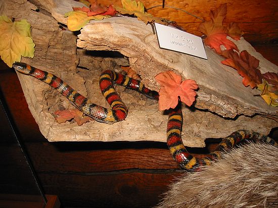 Milk Snake ("Red touch Yellow, Kill a Fellow - Red touch Black, Good for Jack"), rhyme of coral snake vs. non-poisonous snakes.