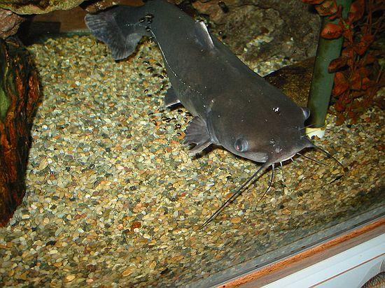 Channel catfish (native to eastern Colorado, introduced into reservoirs)