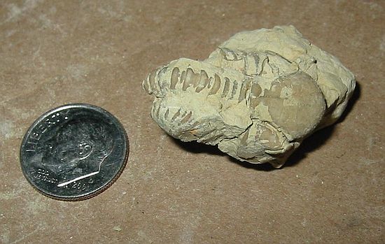 Unprepped trilobite I found at White Mound\nKainops invius (Campbell)\nHaragan Fm., Hunton Group.\nLower Devonian\nnear Sulpher, Oklahoma in Arbuckle Mtns.\nPat and Merylyn Howe's "White Mound" property