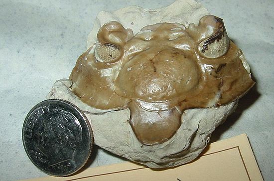 Trilobite head.\nHuntonia oklahomae (Richardson)\nCravat Member-Bois d'Arc Formation\nLower Devonian-Helderbergian\nnear Clarita, Coal County, Oklahoma\n(Geological Enterprises, Inc. property)\npurchased for $2.