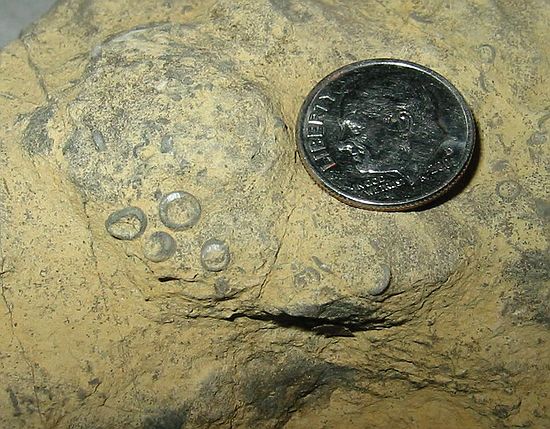 Crinoid stems\nStop #3: Roadcut underneath I-35, near Falls Creek Assembly & on Hwy 77-D, South.  I-35 passes over state highway 77-D just south of the Turner Falls exit.  The actual cut is on 77-D and runs about 1/4 mile east and west of I-35.  Roadcut on  the west side of I-35 is Devonian/Silurian limestone.  It is slightly yellowish in color and contains trilobites, crinoids, brachiopods, etc.  GPS waypoint "OK2".