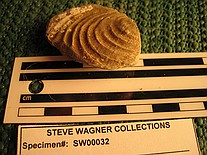Inoceramous clam\nSpec#: SW00032\nLocality: SW0313\nPierre Shale, Cretaceous, private\nBaculite Mesa - Pueblo Cty, CO\nCollector: Steve Wagner, 5/2004\n\nDetails (GPS): "067":