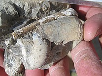 Tom Nelson's specimen including Baculites compressus (?), scaphites, etc.