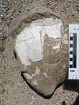 Large Inocermous clam.  These are fairly common at Baculite Mesa.\nLocality: SW0313\nPierre Shale, Cretaceous, private\nBaculite Mesa - Pueblo Cty, CO\nGPS reading: "071"