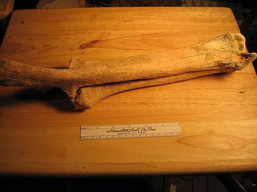 Bison antiquus - radius/ulna\nSpec#: SW00043\nLocality: SW0313\nPierre Shale, Cretaceous, private\nBaculite Mesa - Pueblo Cty, CO\nCollector: Steve Wagner, 5/2004