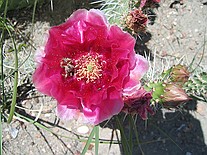 Cactus flower with spider inside.  Hey - it's not all about fossil hunting!