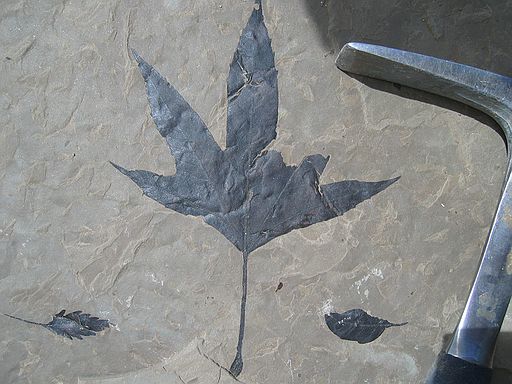 This slab could not have been arranged more perfectly by an artist.  It includes a near perfect Macginitiea (minus 1 lobe).  At its base are two other species with stems pointing outwards.  An amazing piece of work by nature!
