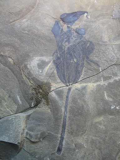 A possible new species from the Green River Formation, Parachute Creek Member?