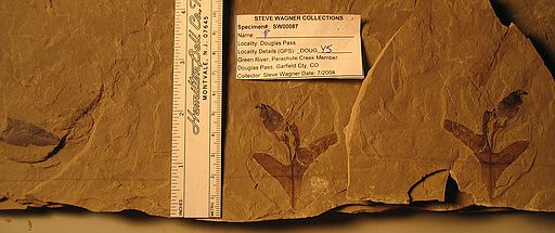 Specimen #SW00087\nLocality GPS: "DOUGYS"\nDouglas Pass, CO\nGarfield county, CO\nJul '04\n(1 of 2 fossils on slab)