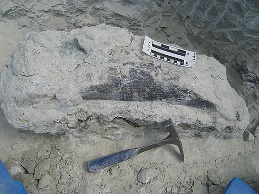 Sauropod femur (?)
