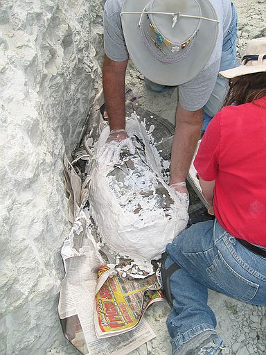 Process of jacketing: (5) Applying burlap/plaster strips, being careful to cover bone only down to the level of the rock pedestal.