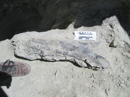 Sauropod bone on a pedestal, ready for jacketing.