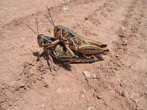 Grasshoppers enjoying themselves on road to quarry.  Maybe they will be fossils someday... or their offspring?