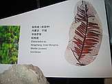 Elatocladus sp.\nNingcheng, Inner Mongolia\nMiddle Jurassic\nConiferae