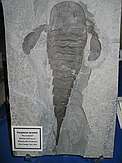 Eurypterus lacustris\n"Sea scorpion"\nSilurian (430 mya)\nWilliamsville Formation\nErie County, New York