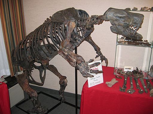 Giant ground sloth\nGlossotherium chapadmalense\nLate Pliocene (2 mya)\nJefferson County, Florida\n[retrieved from river]