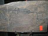 Keichousaurus hui Young 1958\nMiddle Triassic of Guizhou Province, China