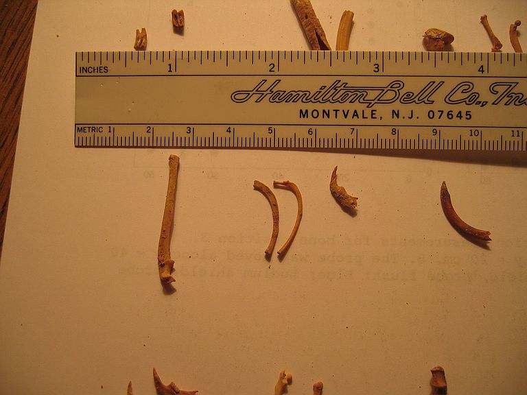 below ruler: ulna, 2 ribs, lower jaw and lower incisor tooth of rodents