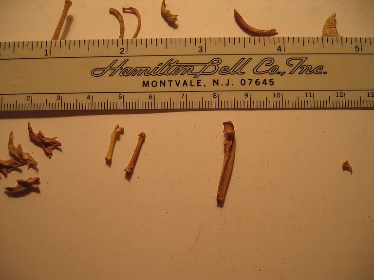rodent ulna (large bone, center-right)