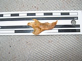 Squirrel? lower jaw (lingual view)