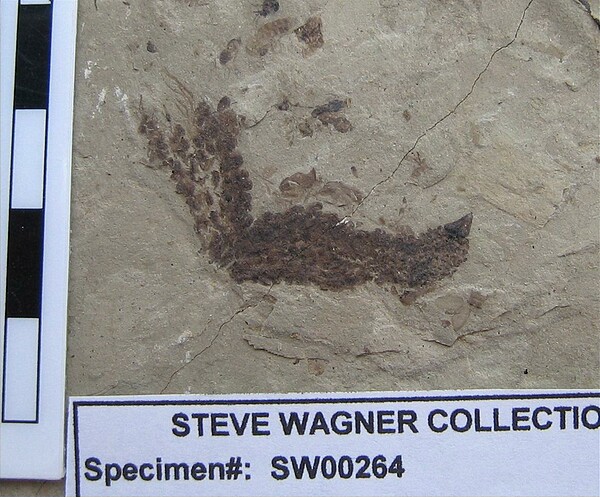 Unknown, possibly rare new species for \nGreen River Formation or better specimen of\nGreen River Morphotype: PC084 or PC166?\nCatkin with multiple fruiting bodies.\n(also note insects)\nGreen River Formation\nDouglas Pass\nSpec #: SW00264\nLoc #: DOUGYS\nDate: 7/2005\nDONATED to \nDenver Museum of Nature & Science