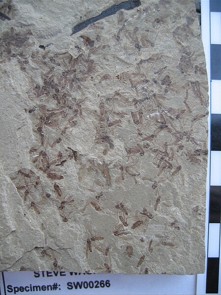 Over 100 insects, nice leaf\nGreen River Formation\nDouglas Pass\nSpec #: SW00266\nLoc #: DOUGYS\nDate: 7/2005