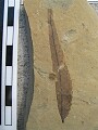 Unknown, possibly new species for Green River\nGreen River Formation\nDouglas Pass\nSpec #: SW00278\nLoc #: DOUGYS\nDate: 7/2005\nDONATED to\nDenver Museum of Nature & Science