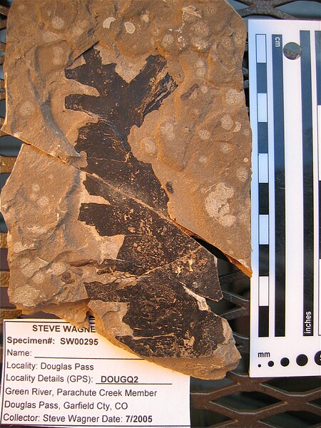 BEFORE SCRIBING\nPossible new species for\nGreen River Formation\nDouglas Pass\nSpec #: SW00295\nLoc #: DOUGQ2\nDate: 7/2005\n"Note nice organic material before scribing"\nDONATED to\nDenver Museum of Nature & Science