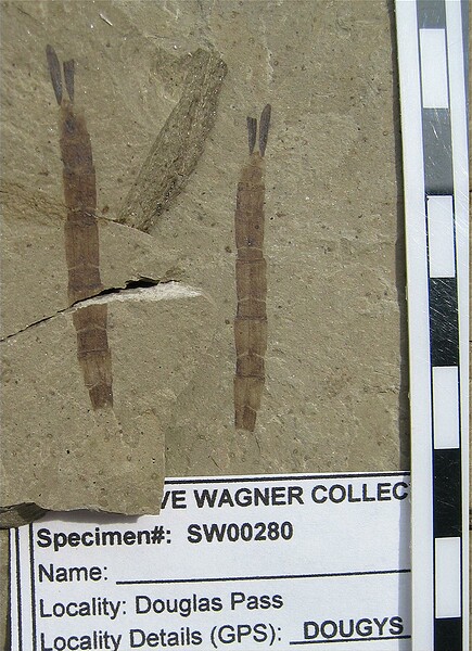 Insect: Dragonfly tail\nGreen River Formation\nDouglas Pass\nSpec #: SW00280\nLoc #: DOUGYS\nDate: 7/2005