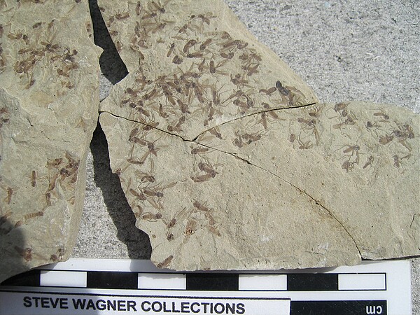 Insects, some of the best preserved\nspecimens I've ever found.\nGreen River Formation\nDouglas Pass\nSpec #: SW00287\nLoc #: DOUGYS\nDate: 7/2005