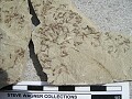 Insects, some of the best preserved\nspecimens I've ever found.\nGreen River Formation\nDouglas Pass\nSpec #: SW00287\nLoc #: DOUGYS\nDate: 7/2005
