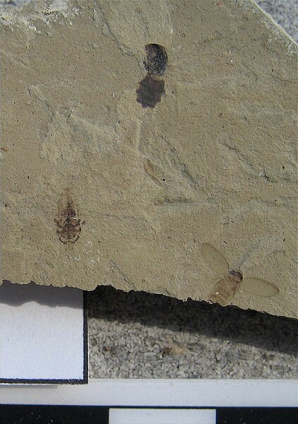 Insects, note wings on lower right specimen\nGreen River Formation\nDouglas Pass\nSpec #: SW00293\nLoc #: DOUGYS\nDate: 7/2005