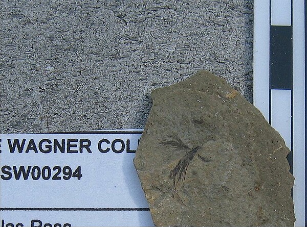 Bird feather (?)\nGreen River Formation\nDouglas Pass\nSpec #: SW00294\nLoc #: DOUGYS\nDate: 7/2005