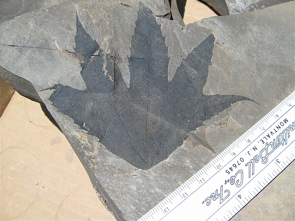 Macginitiea wyomingensis (Knowlton & Cockerell) Manchester\nFamily: Platanaceae, Order: Hammamelidales\nGreen River Morphotype: PC001\nCollector: Steven Reinhold\nGreen River Formation\nDouglas Pass\nLoc #: DOUGQ2\nDate: 7/2005