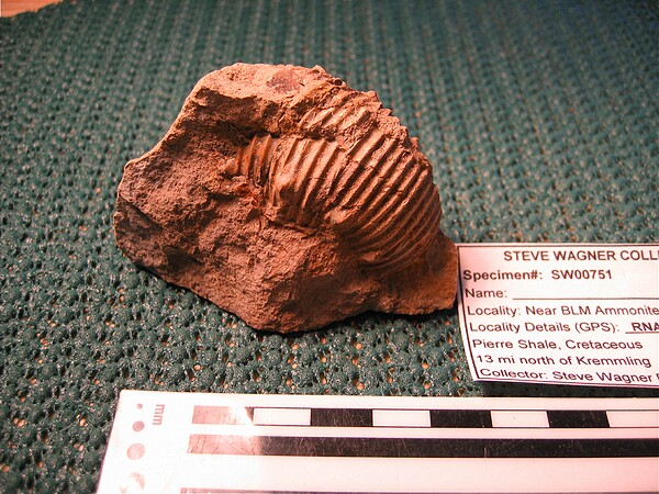 Ammonite\nJeletzkytes nodosus\nAnother view of previous specimen