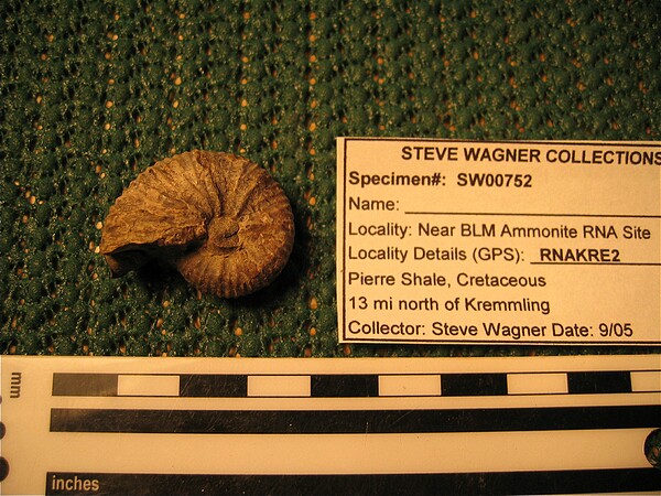 Ammonite\nHoploscaphites sp. (?)