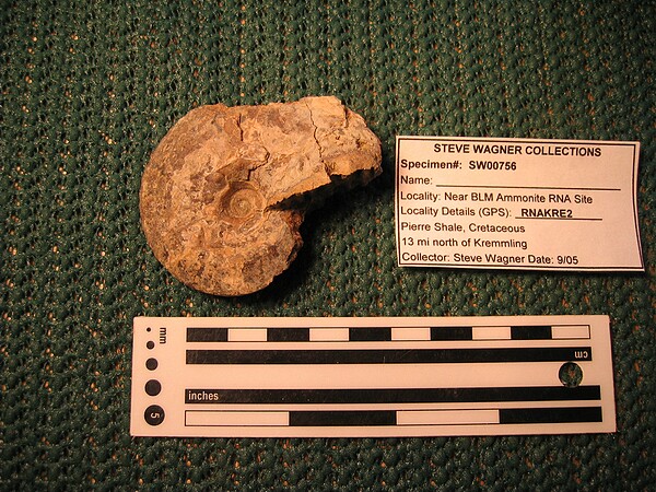 Ammonite\nPlacenticeras costatum