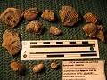 Misc ammonites\nSW00766